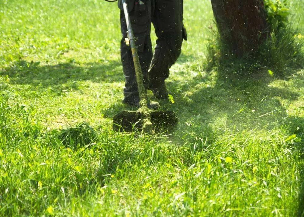 A person using a weed whacker to trim grass, with clippings flying.