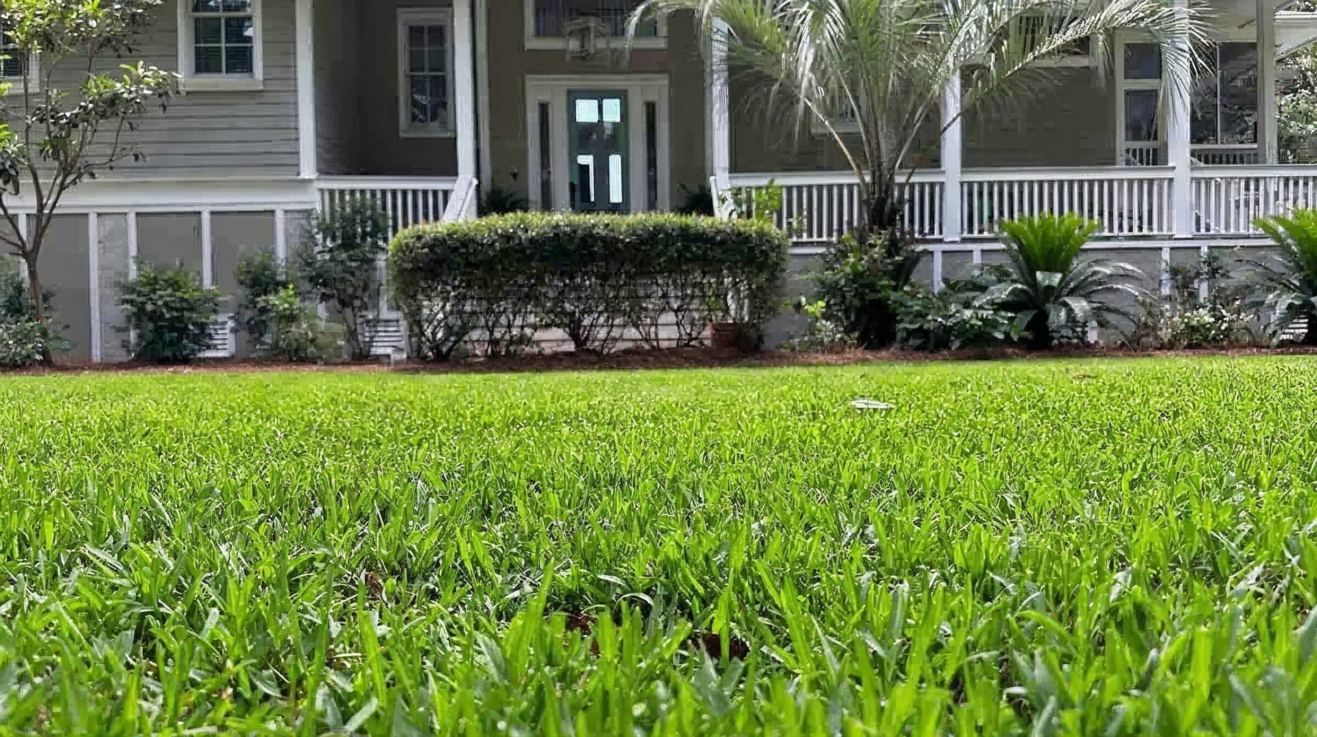 Rolls of sod are being transported on a red-wheeled cart across a lawn.
