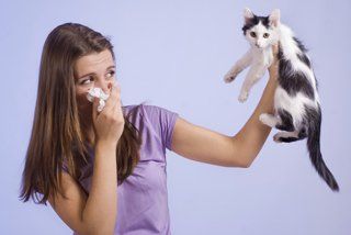 Person holding tissue and cat, image