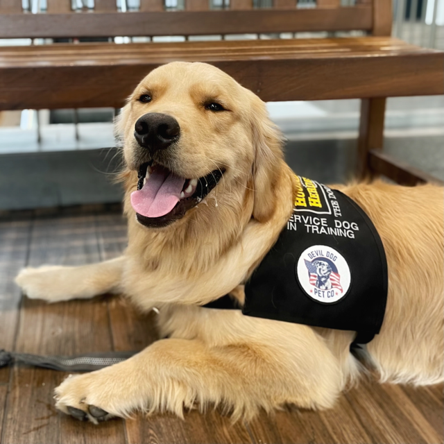 Diggity Dogs Service Dogs Inc, In Dogs We Trust