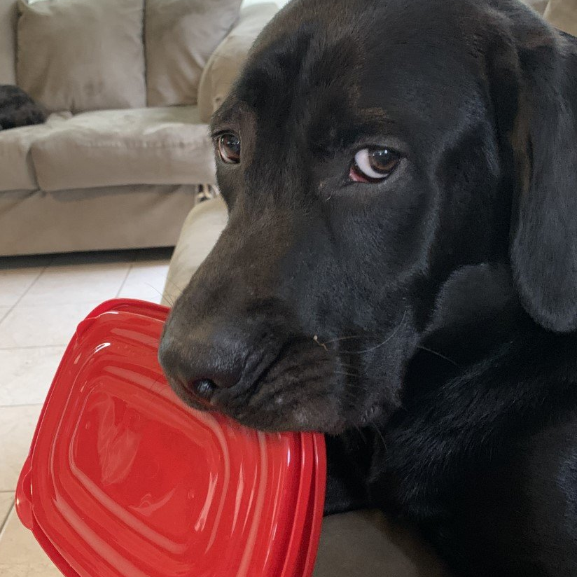 Dog eating container lid