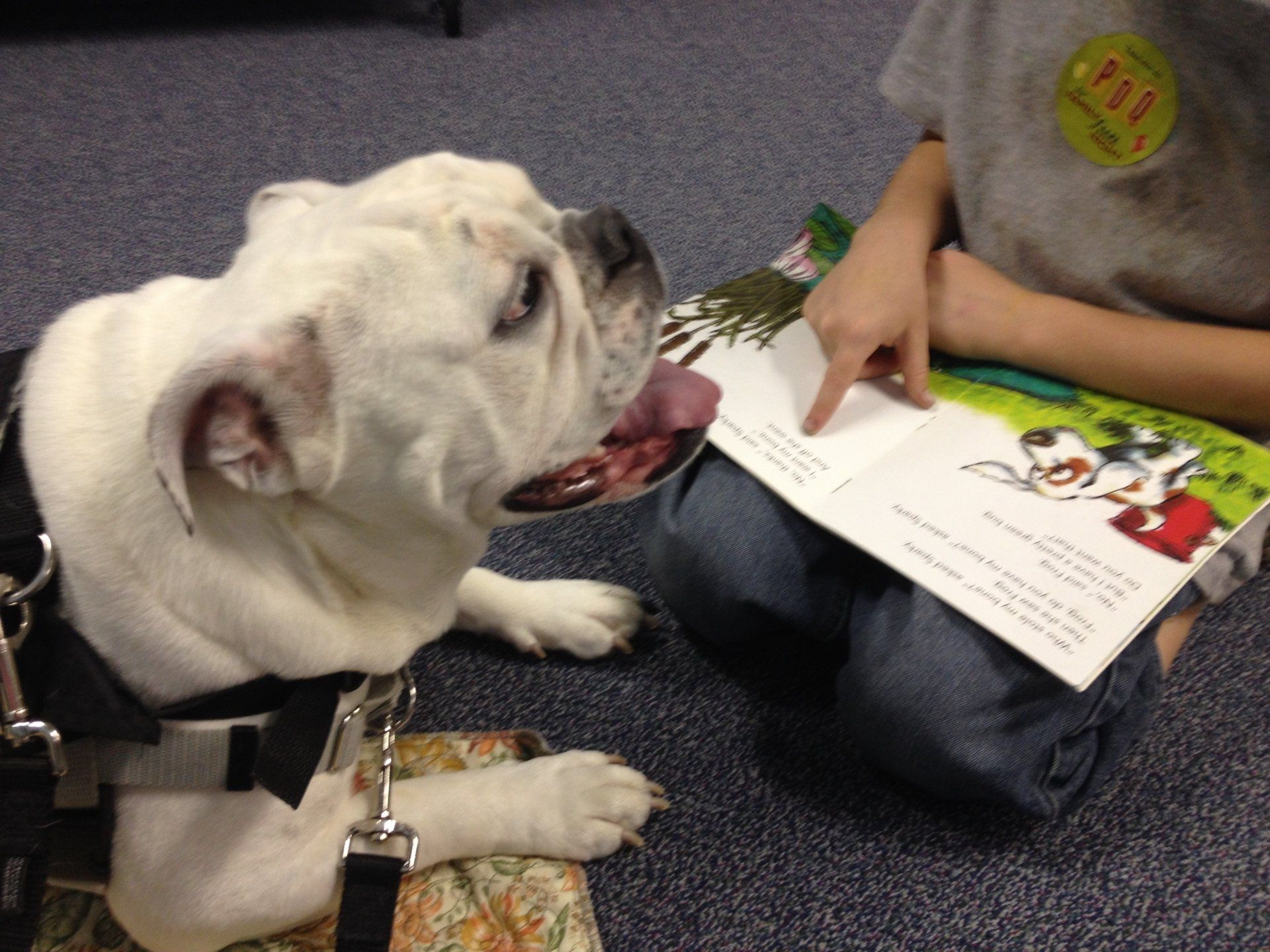 Dog Alliance Therapy Dogs Service Dogs