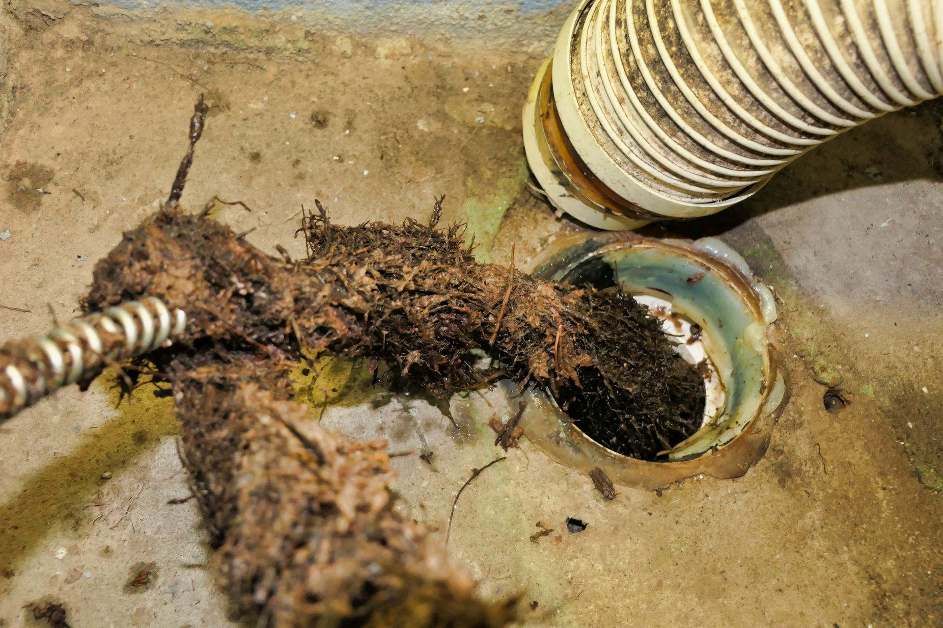 Professional plumber removing tree roots that block drains in residential pipe system.