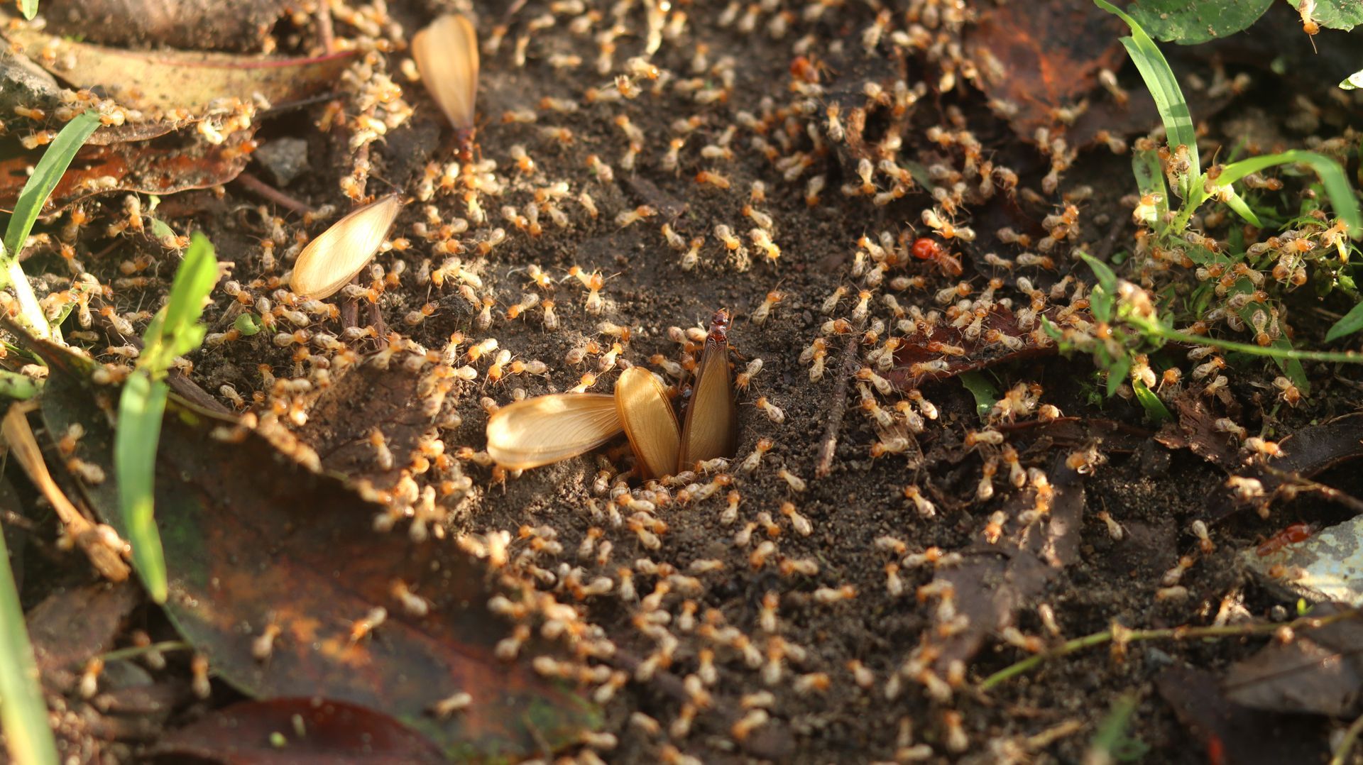 A bunch of ants are crawling on the ground.