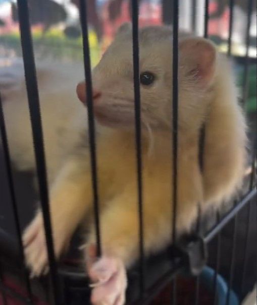 Two white rabbits are sitting next to each other in a cage.