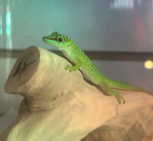 Green gecko perched on a piece of wood, illuminated with colorful lighting.