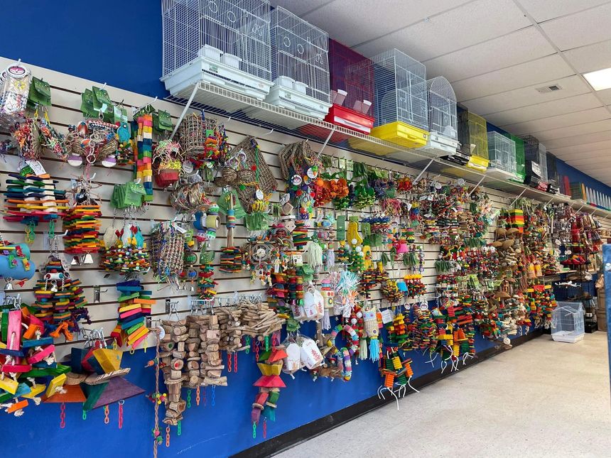 A pet store wall display featuring a wide variety of colorful bird toys and cages. The wall is blue with white grid panels.