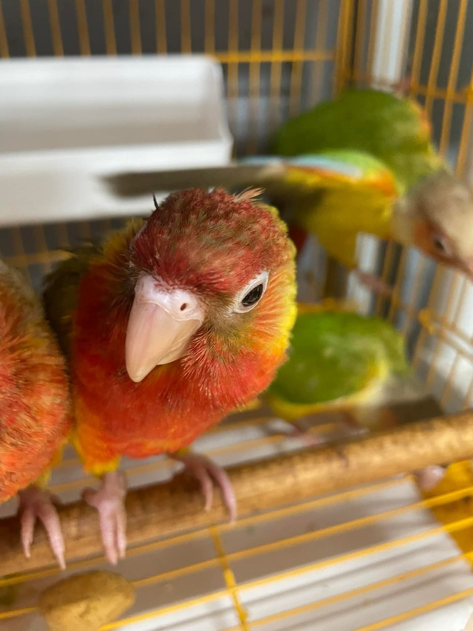 Three colorful conure parrots in a cage. One looking directly at the camera, with red, yellow, and green plumage.