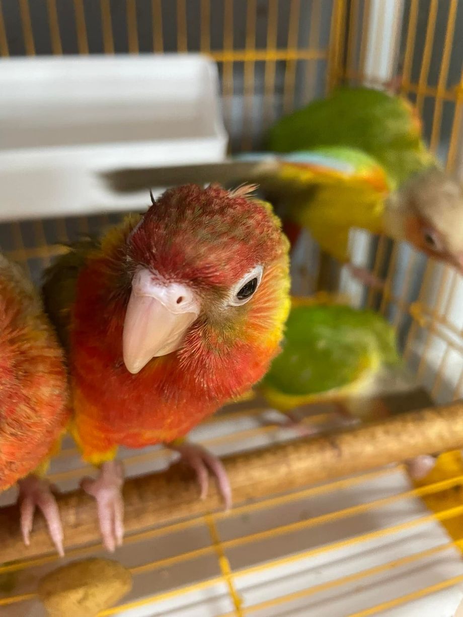 Three colorful conure parrots in a cage. One looking directly at the camera, with red, yellow, and green plumage.