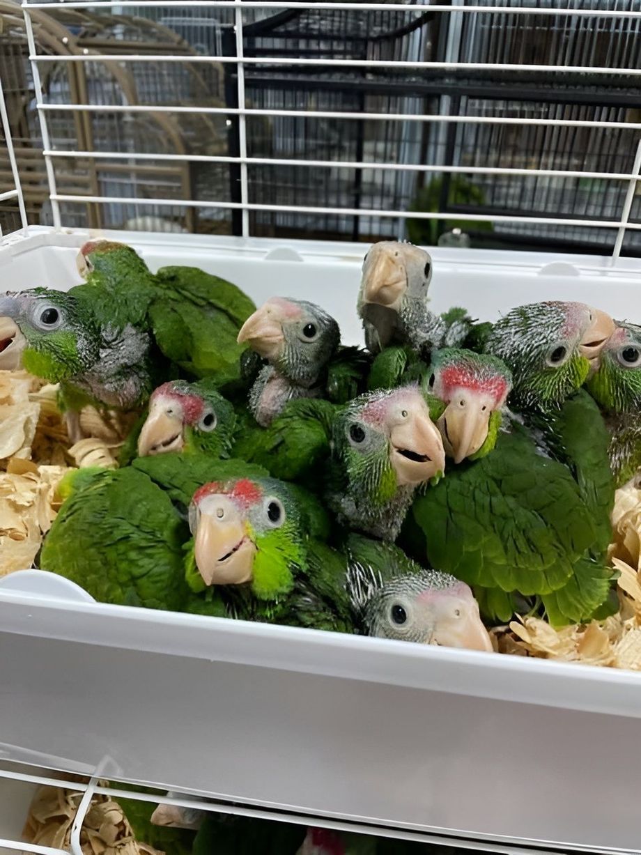 A pile of small, green parrots with pink beaks and gray heads huddled together in a white bin.