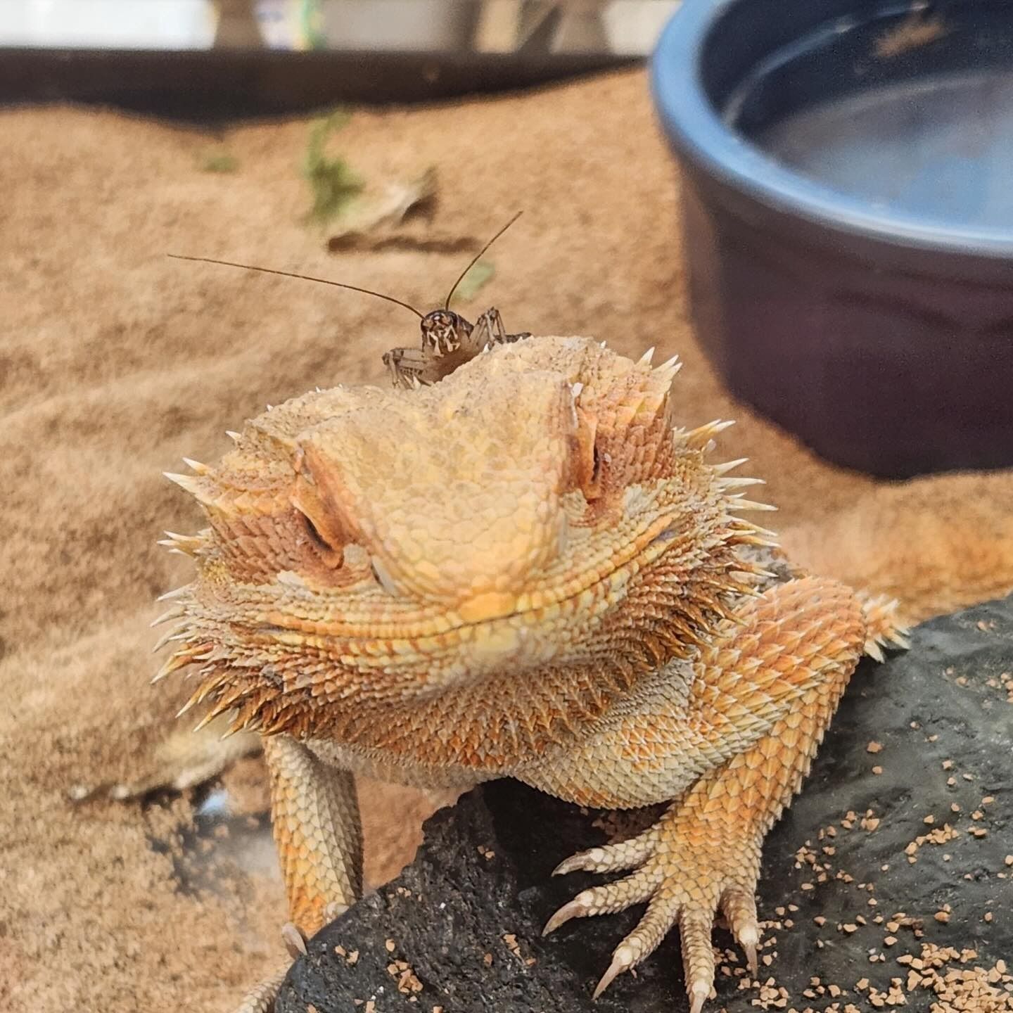 A lizard is sitting on top of a rock.