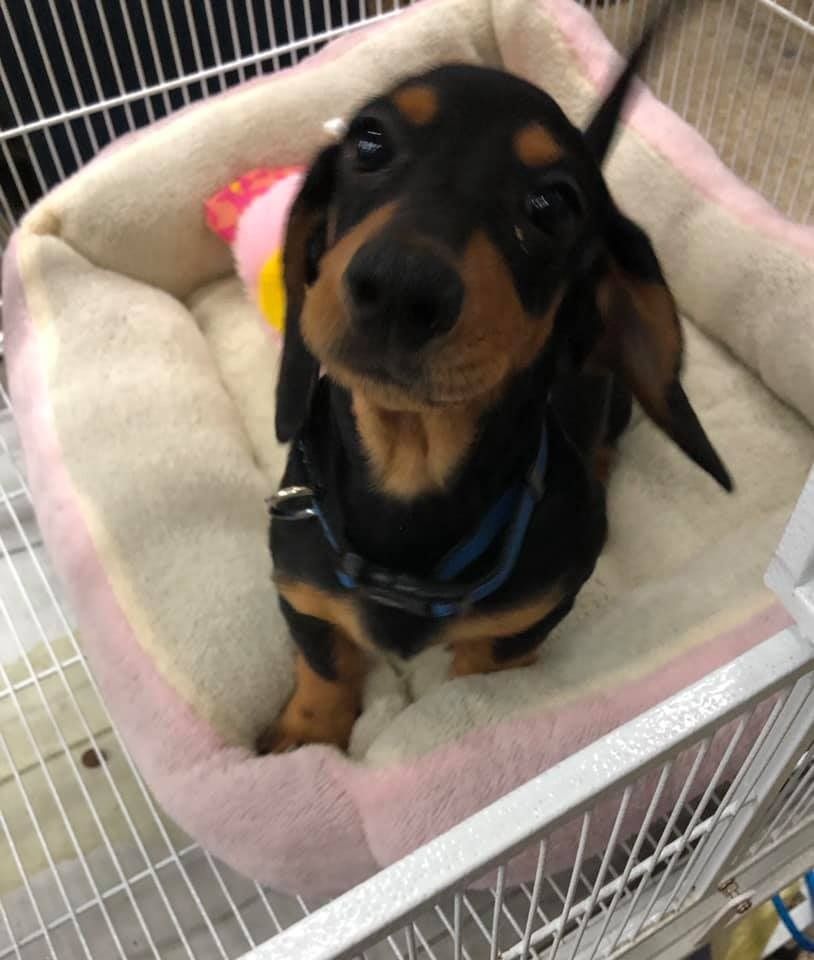 A fish tank filled with pink fish and plants.