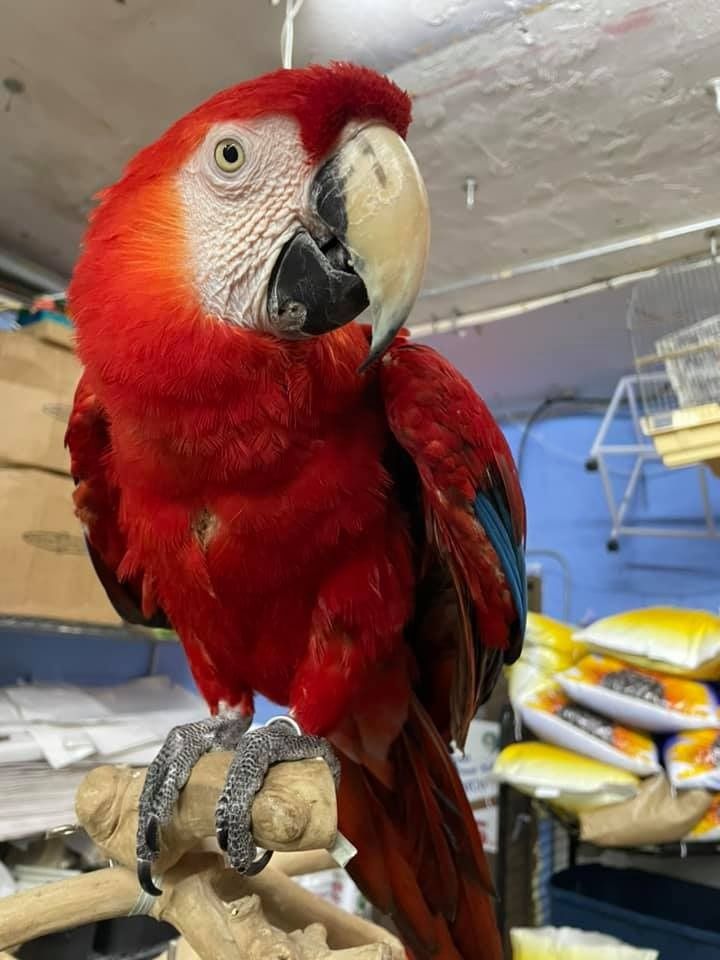 Scarlet macaw perched on a branch, with red plumage, white face, and a large cream beak.