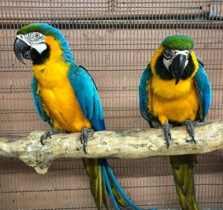 Two blue-and-gold macaws perched on a branch in a cage. The birds have vibrant yellow chests, blue wings, and green crowns.