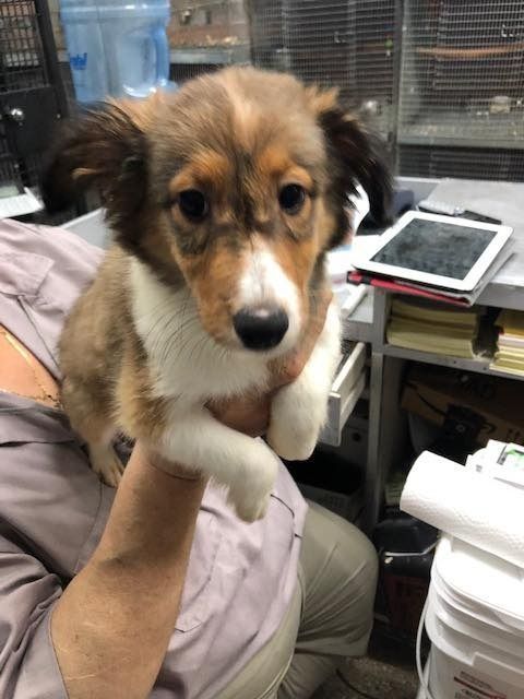 A tri-color puppy with brown, white, and black fur is held by a person. The dog has a sweet expression.