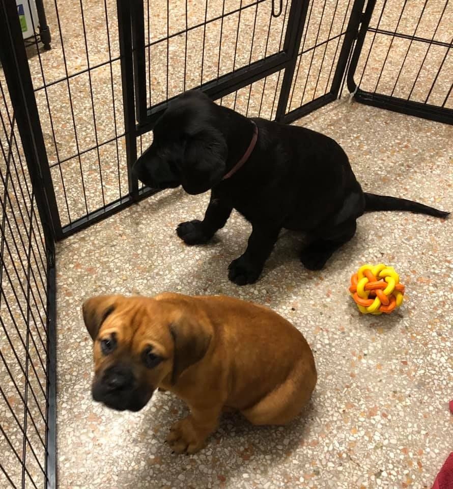 Two puppies inside a pen: a black one stands, and a tan one sits. A yellow and orange toy ball lies nearby.