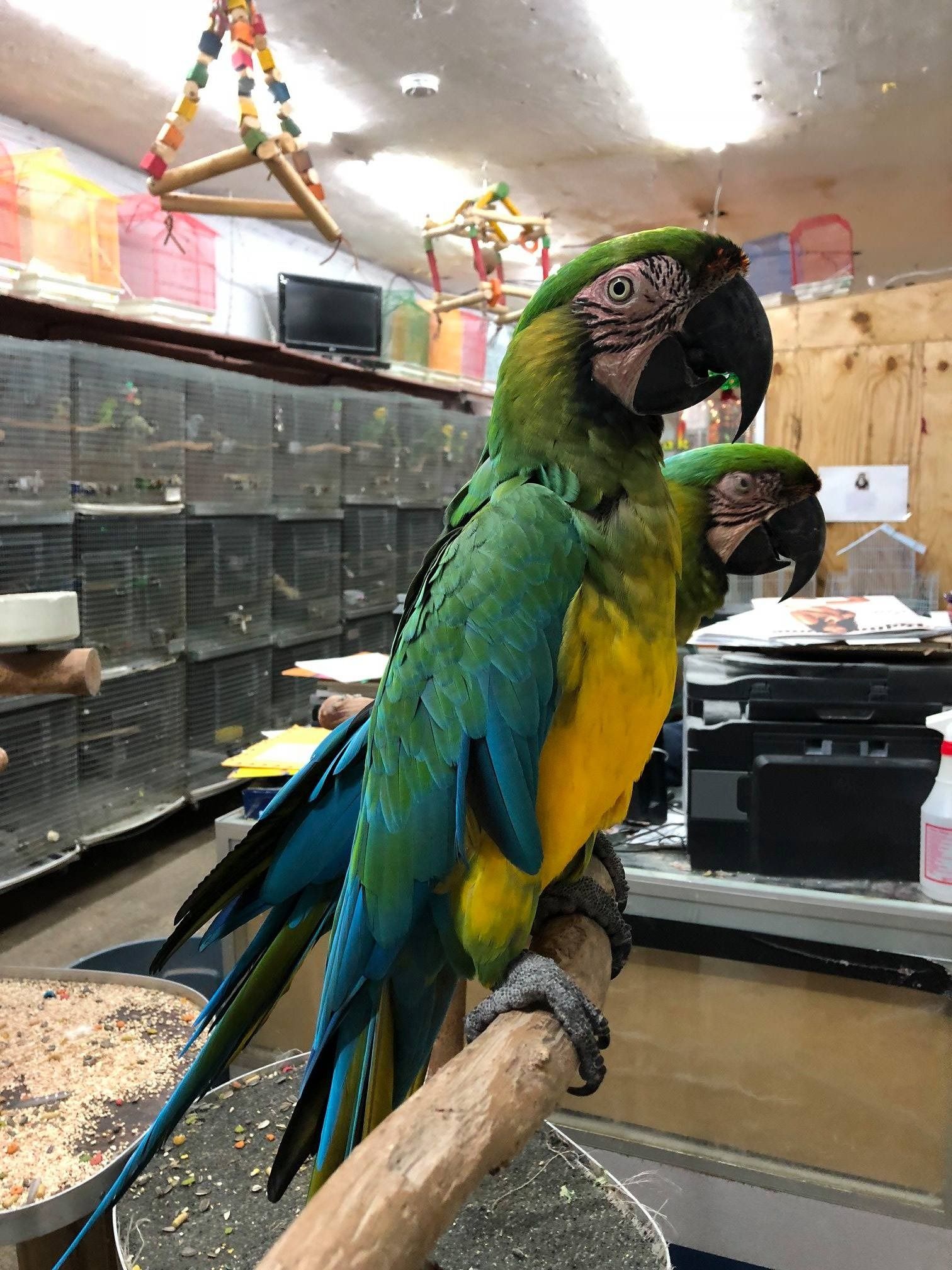 Two vibrant blue-and-gold macaws perched on a wooden branch in a pet store.