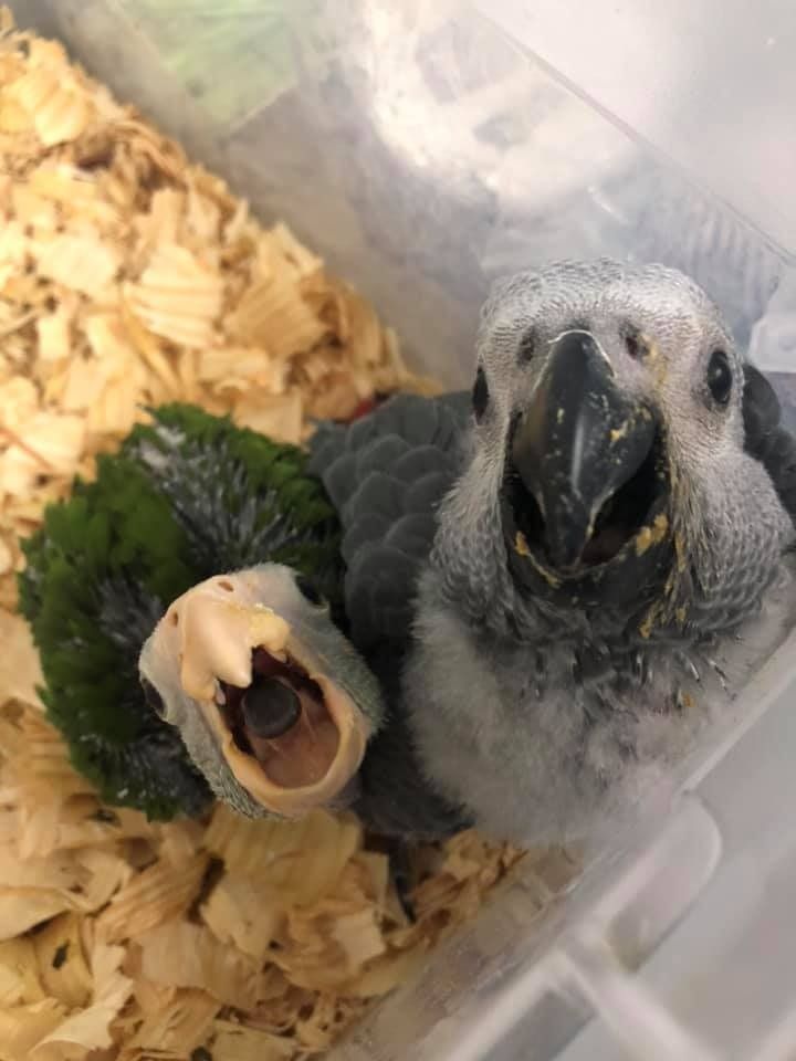 Two young parrots with open beaks in a container filled with wood shavings. One is gray, the other green.