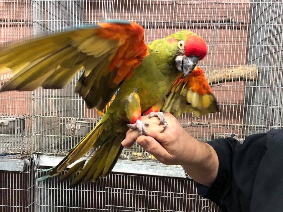 Parrot with red head and orange and yellow wings, perched on a person's hand near a cage.