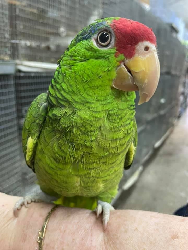 A beagle dog is eating from a green bowl on a wooden floor.