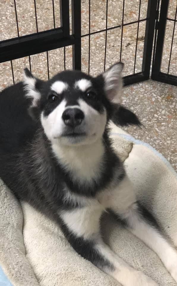 Black and white puppy with upright ears looking directly at the camera, resting on a white fluffy bed in a kennel.