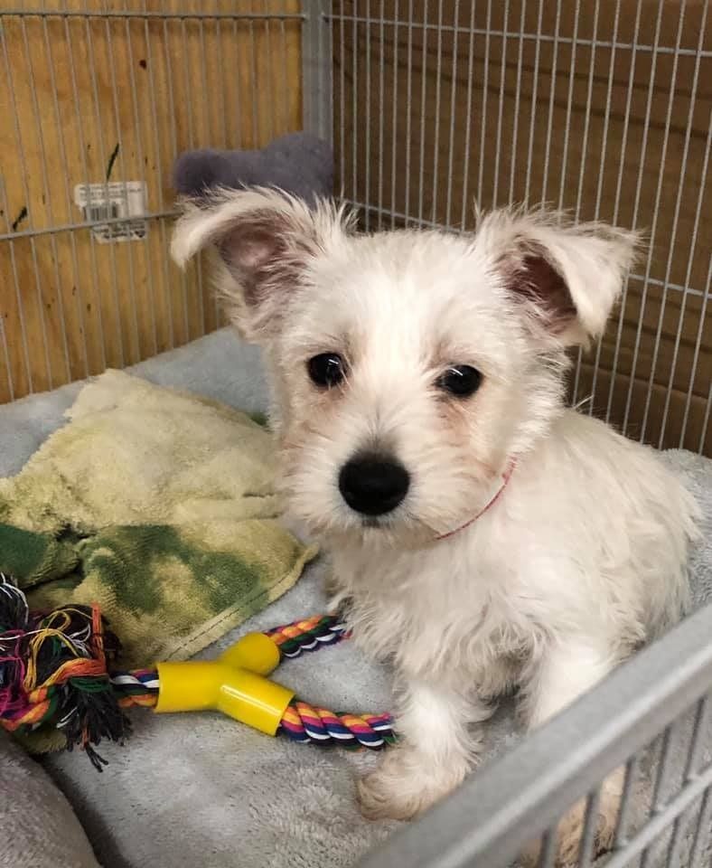 White puppy with floppy ears in a kennel, looking at the viewer. It has a red collar and is next to a toy.