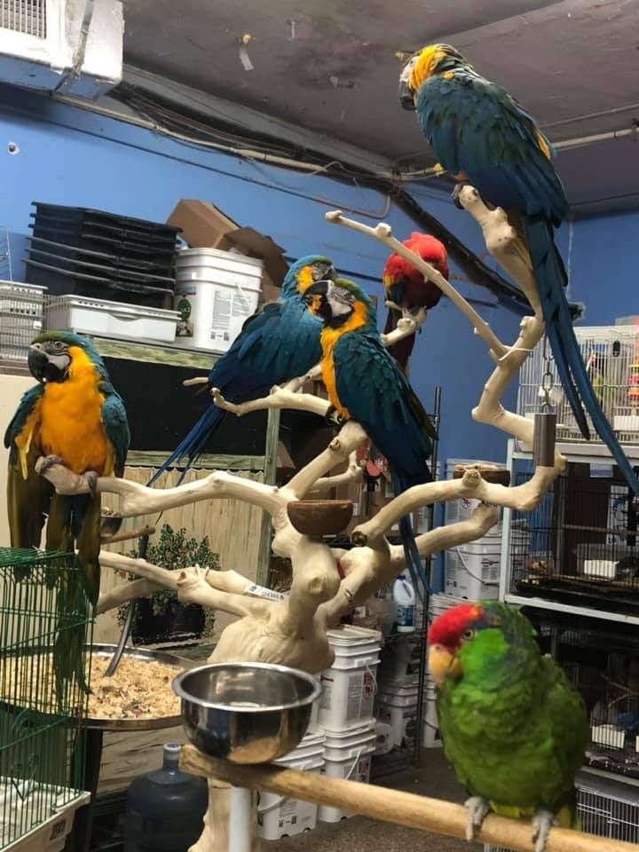 Several blue and yellow macaws and a red-crowned parrot perch on branches in an indoor aviary.
