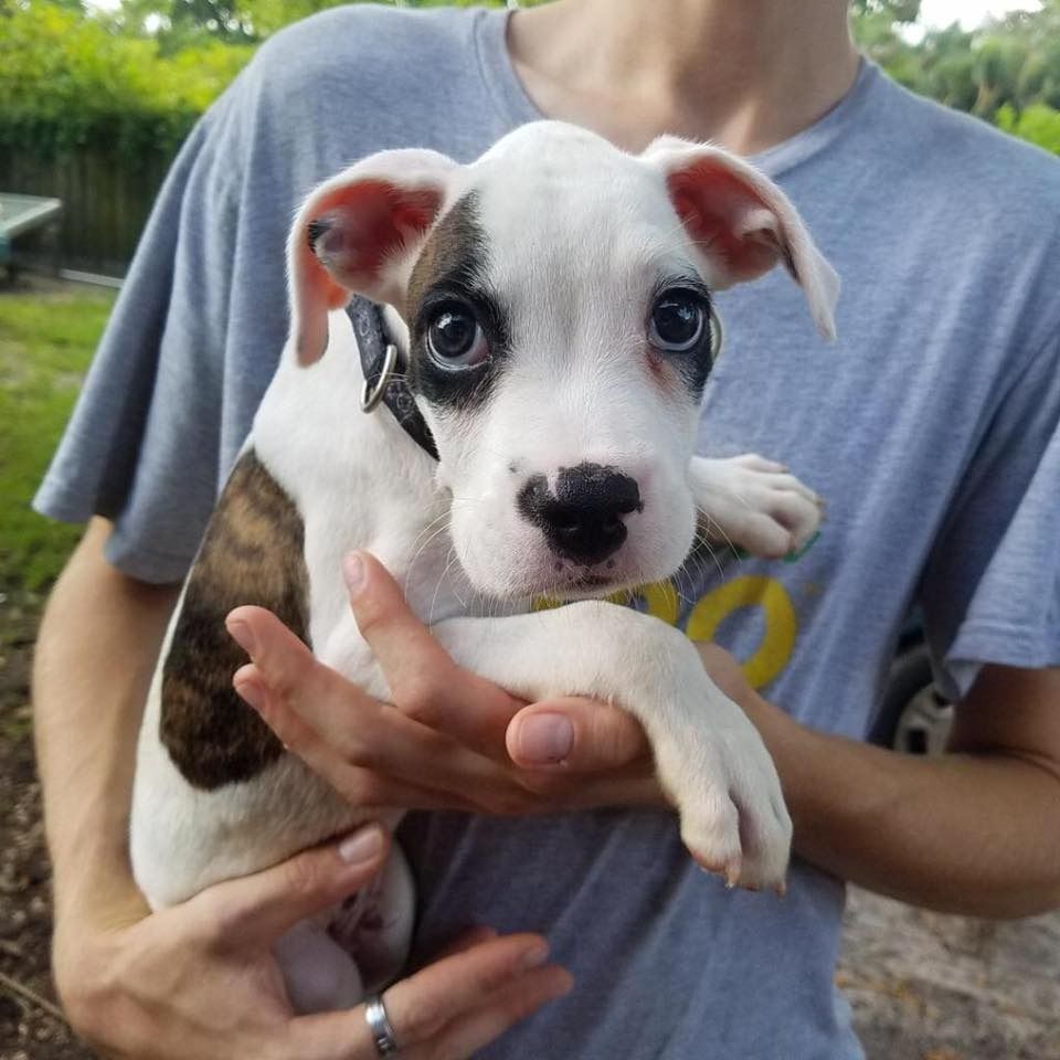 A fish tank filled with pink fish and plants.