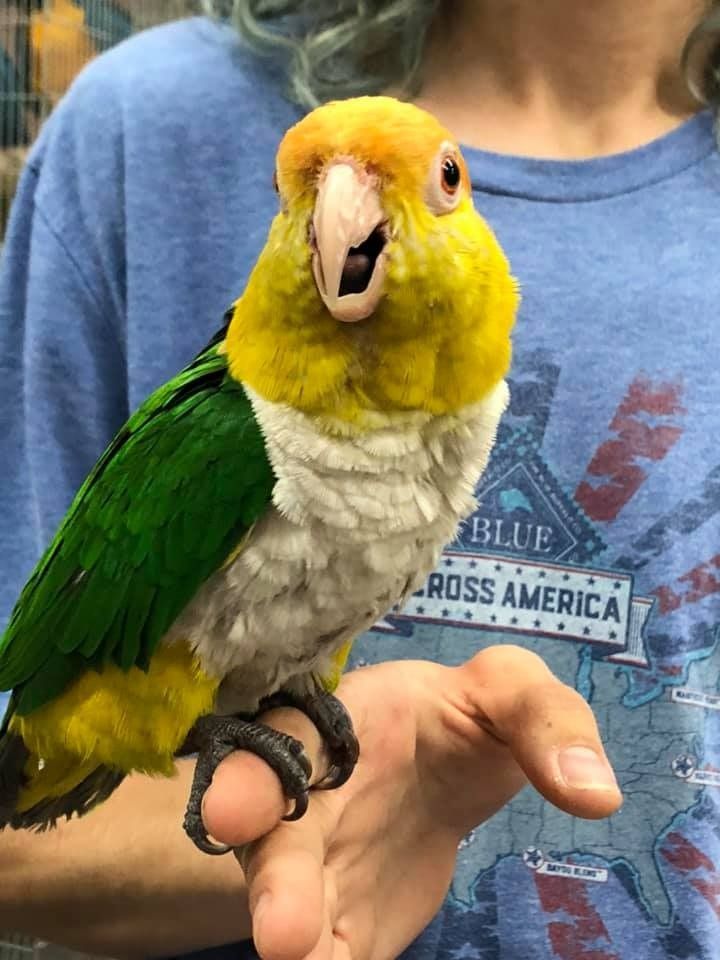 Yellow-headed parrot with green wings, white chest, open beak, perched on a person's finger.