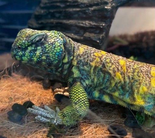 A colorful lizard with yellow, green, and blue scales resting on a bed of brown material in an enclosure.