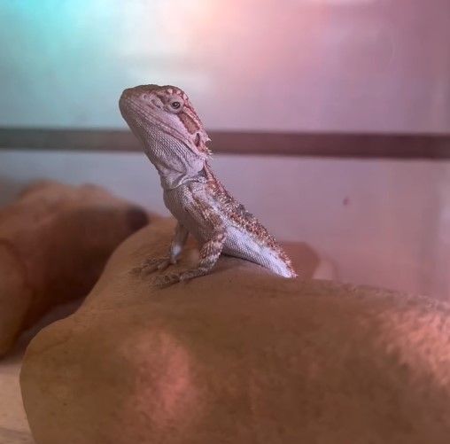 A light brown bearded dragon lizard with a red-tinged head perches on a rock indoors, looking up.