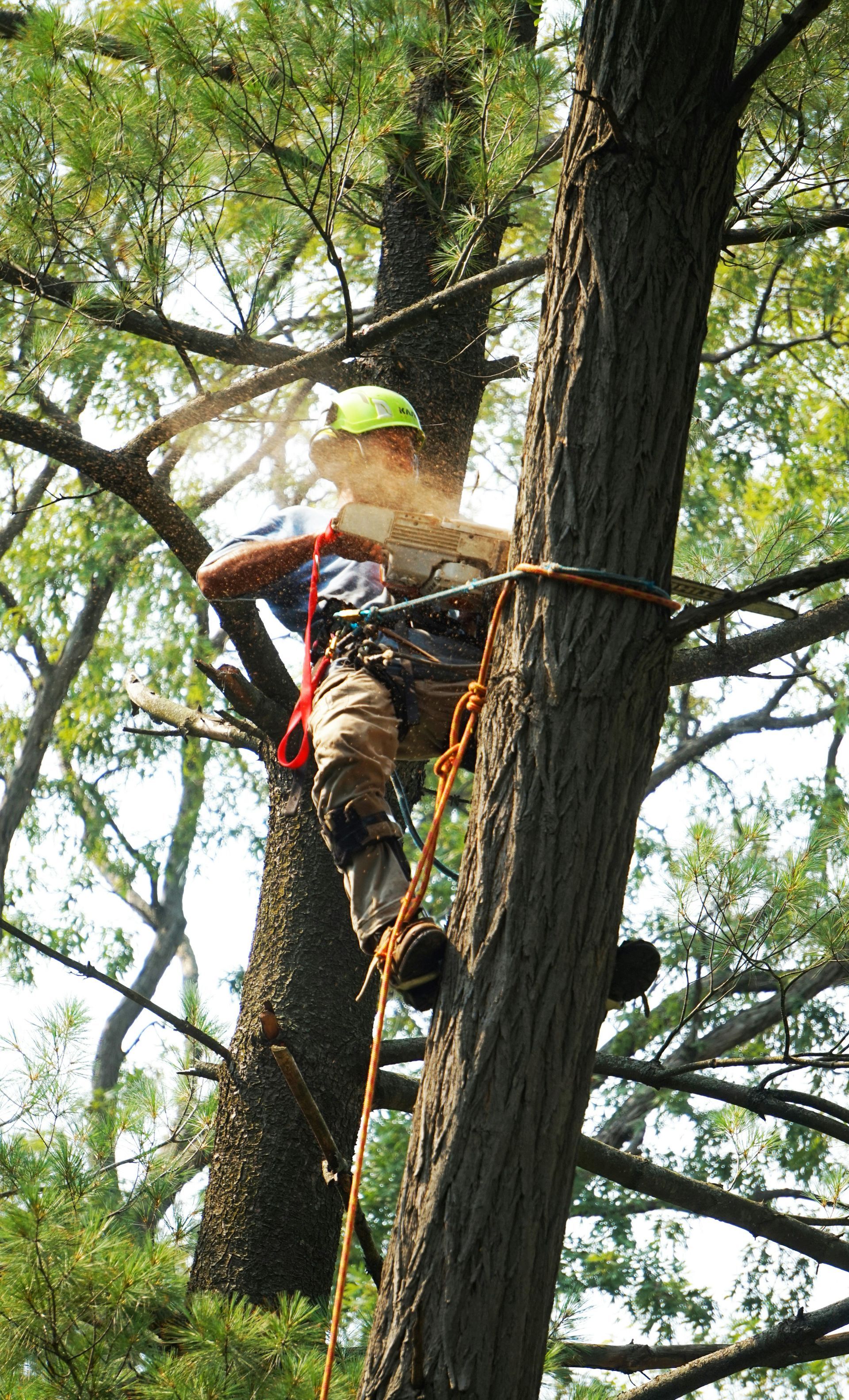 A man is climbing up a tree with a chainsaw.