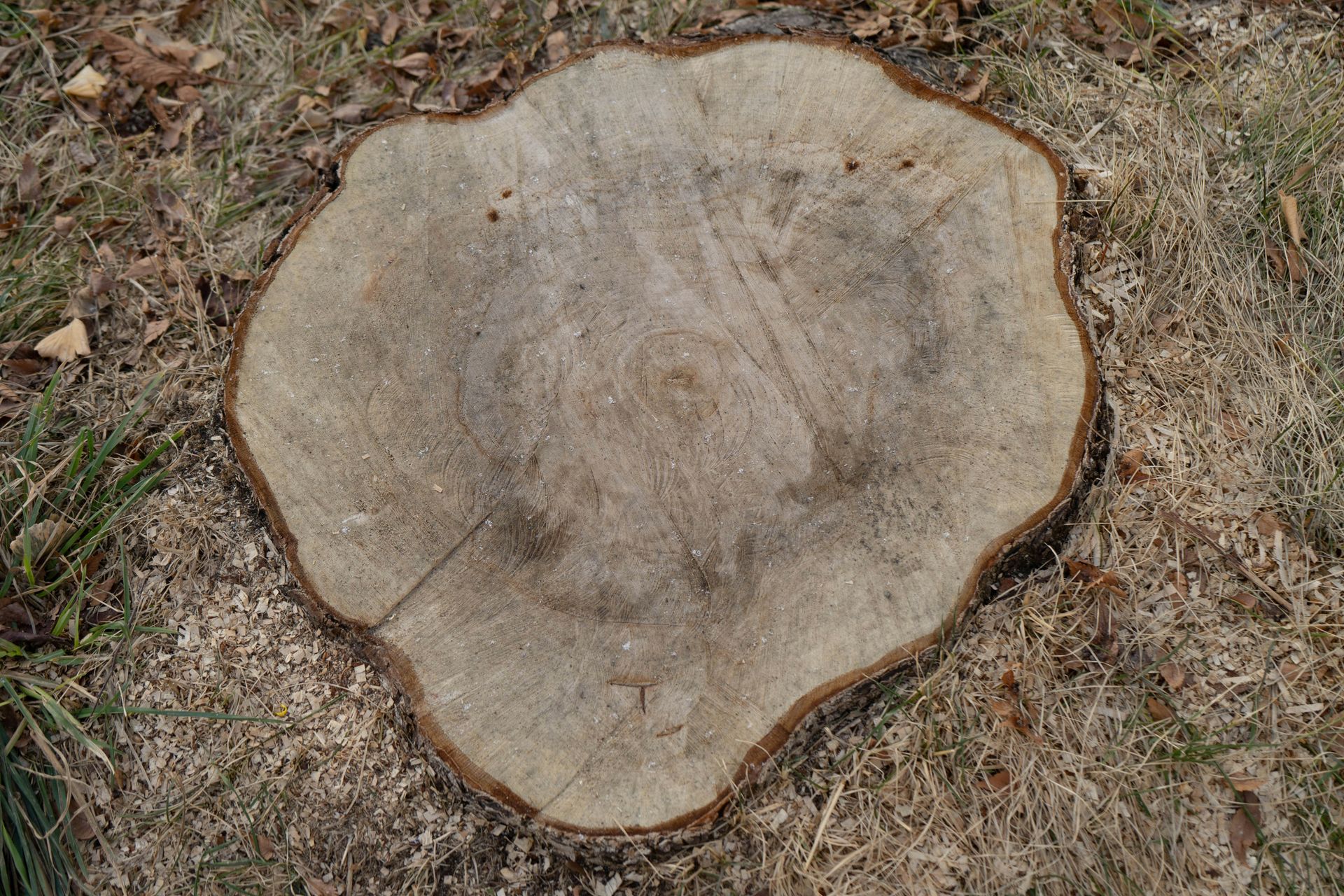 A tree stump is sitting on the ground in the grass.