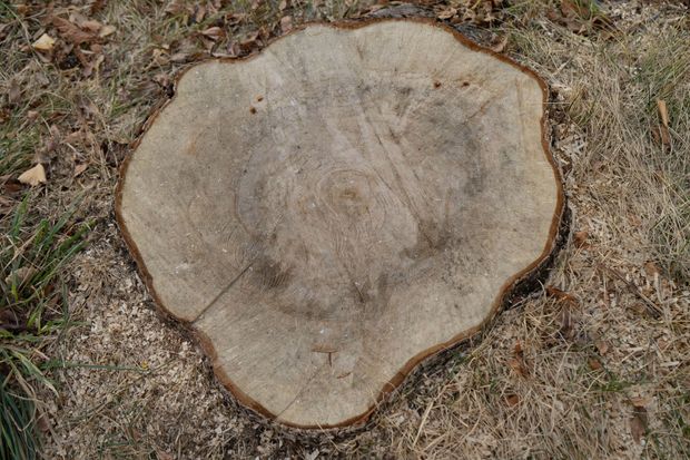 A tree stump is sitting on the ground in the grass.