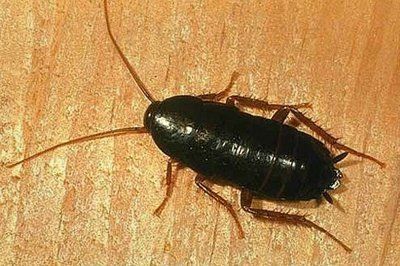 cockroach on the table