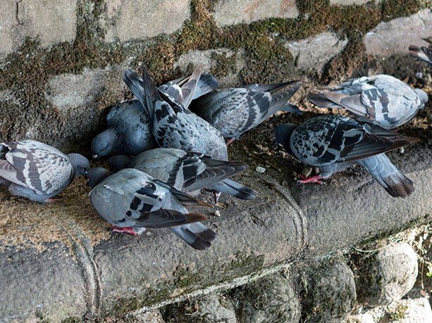 Pigeons — Jamaica, NY — Royal Exterminating Company Inc.