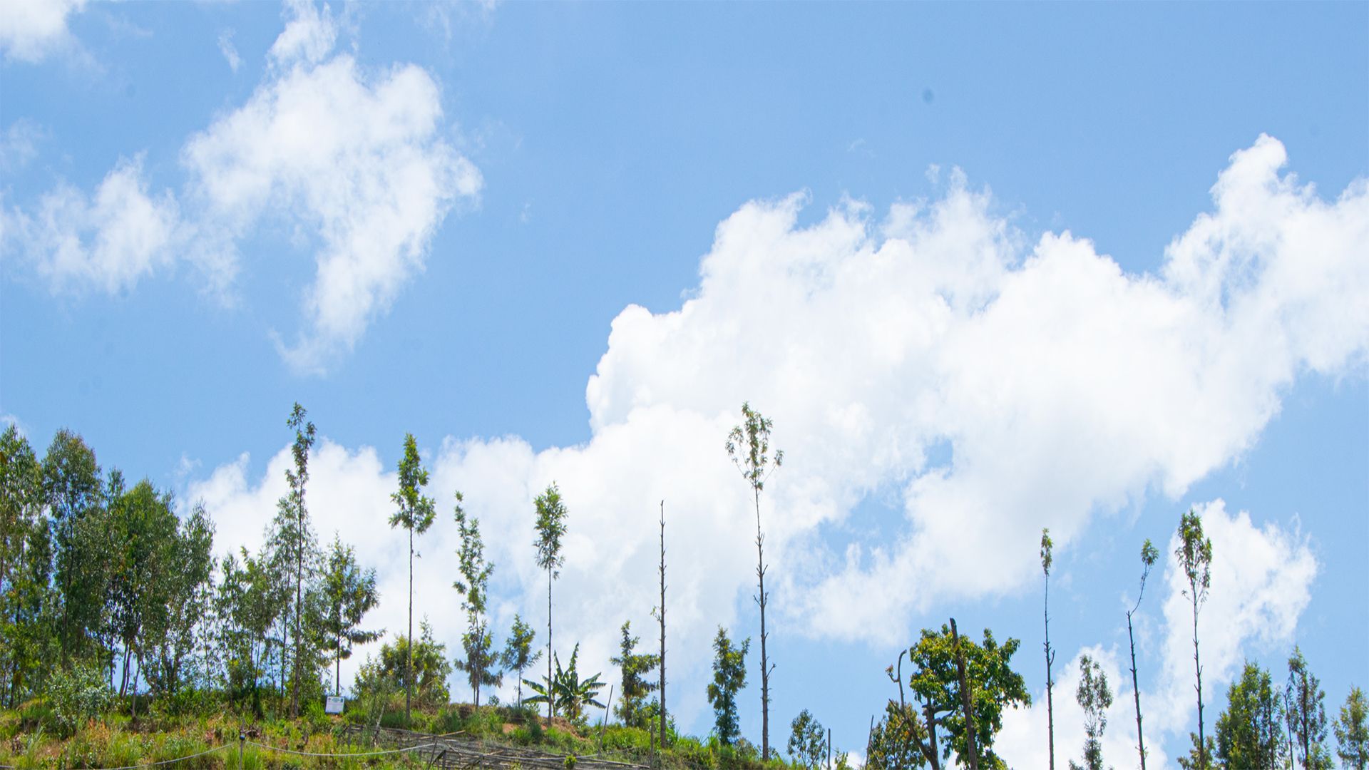 Cyeza Coffee Washing Station