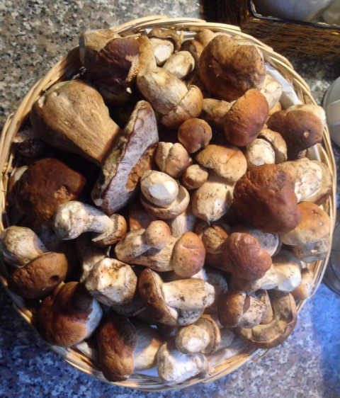 Cesta di funghi porcini
