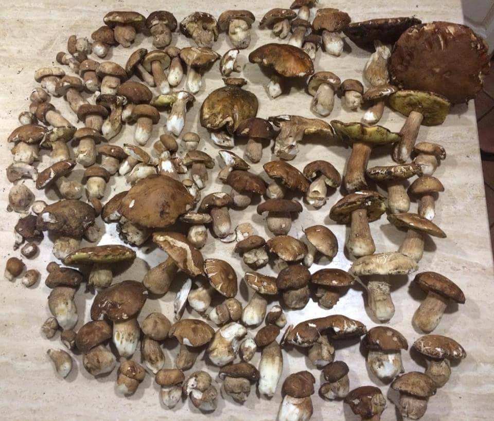 Funghi per menù di terra