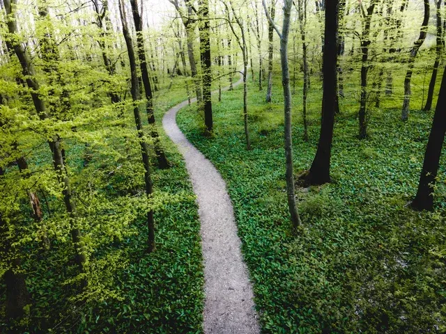 Narrow dirt path winding through a green forest with tall trees and fresh spring leaves