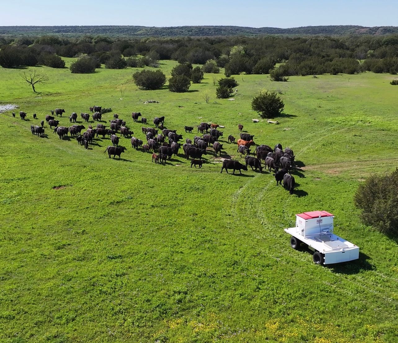 An aerial view of the ranch rover with a herd of cows in a grassy field.