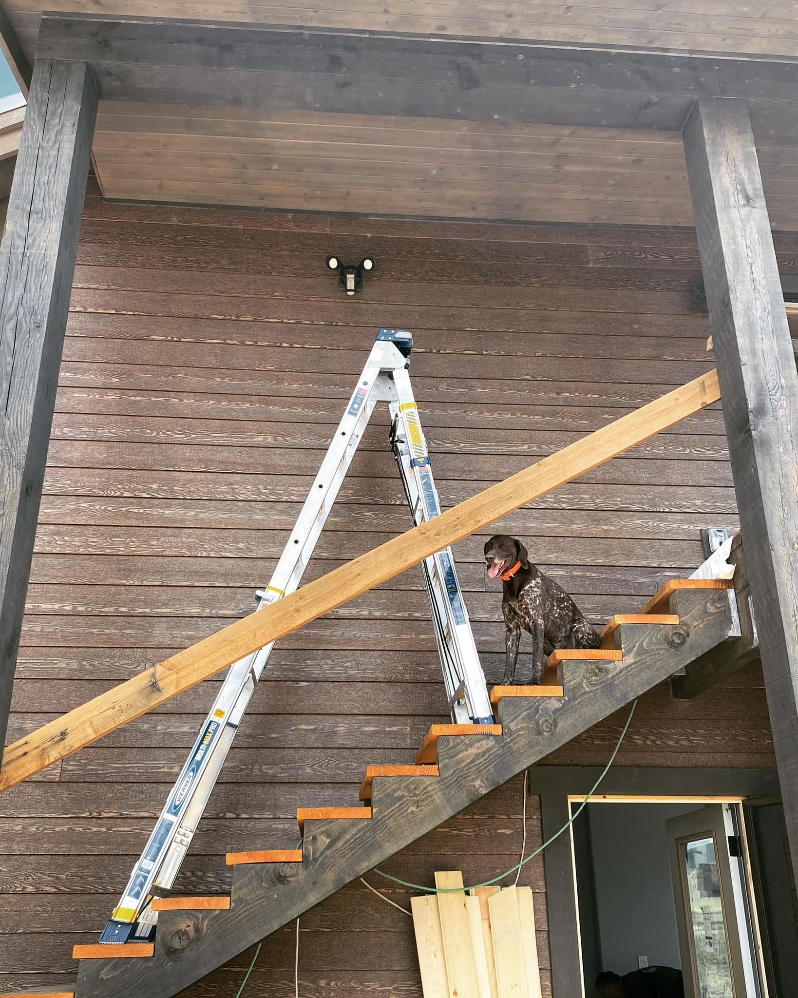 A dog is sitting on the stairs next to a ladder.