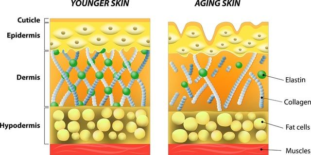 Diagram comparing younger vs. aging skin. The left shows dense collagen/elastin, the right sparse.