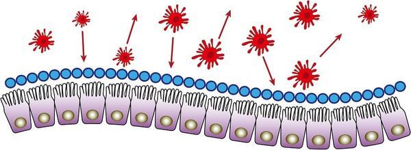 Red viruses attack epithelial cells covered by a blue layer.