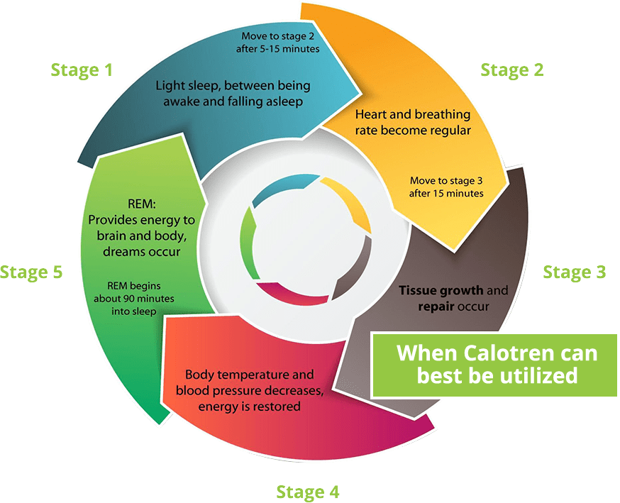 Circular diagram showing the stages of sleep and how Calotren can best be utilized.