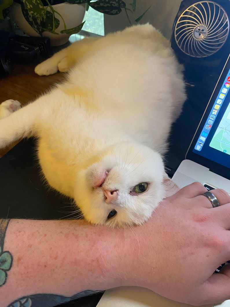 A white cat is laying on a person 's arm in front of a laptop.