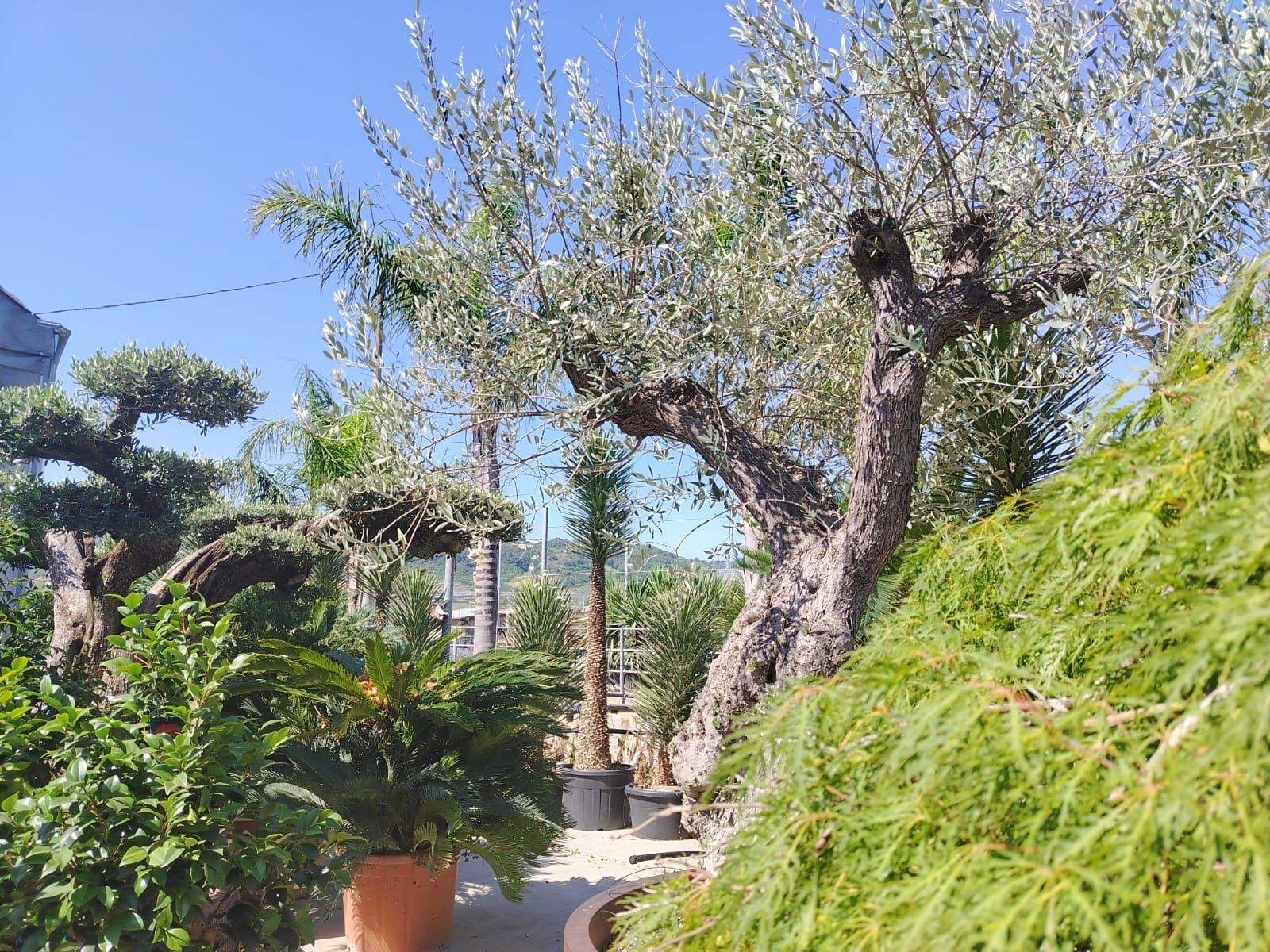 vivaio Giustozzi Piante