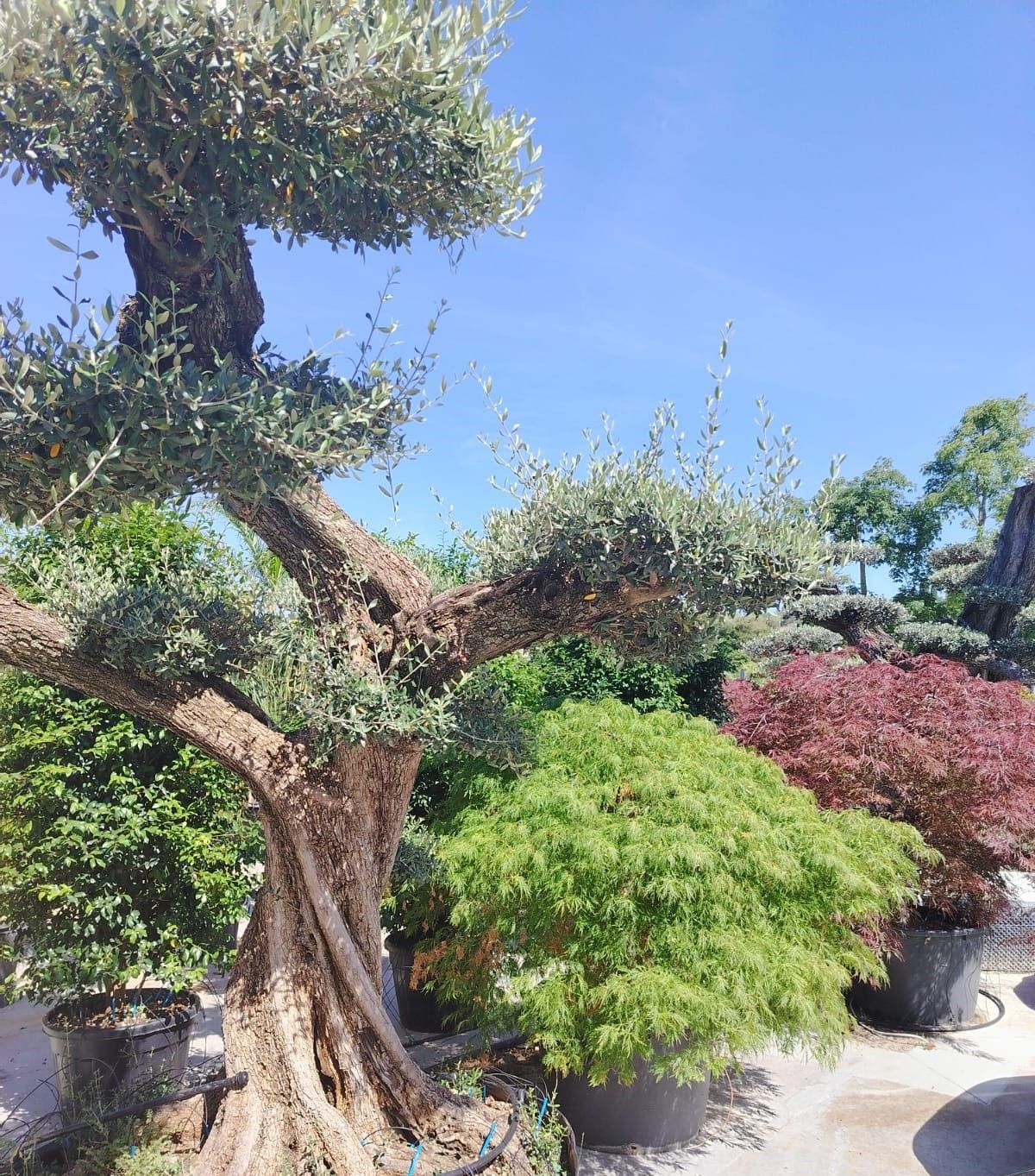 vivaio Giustozzi Piante