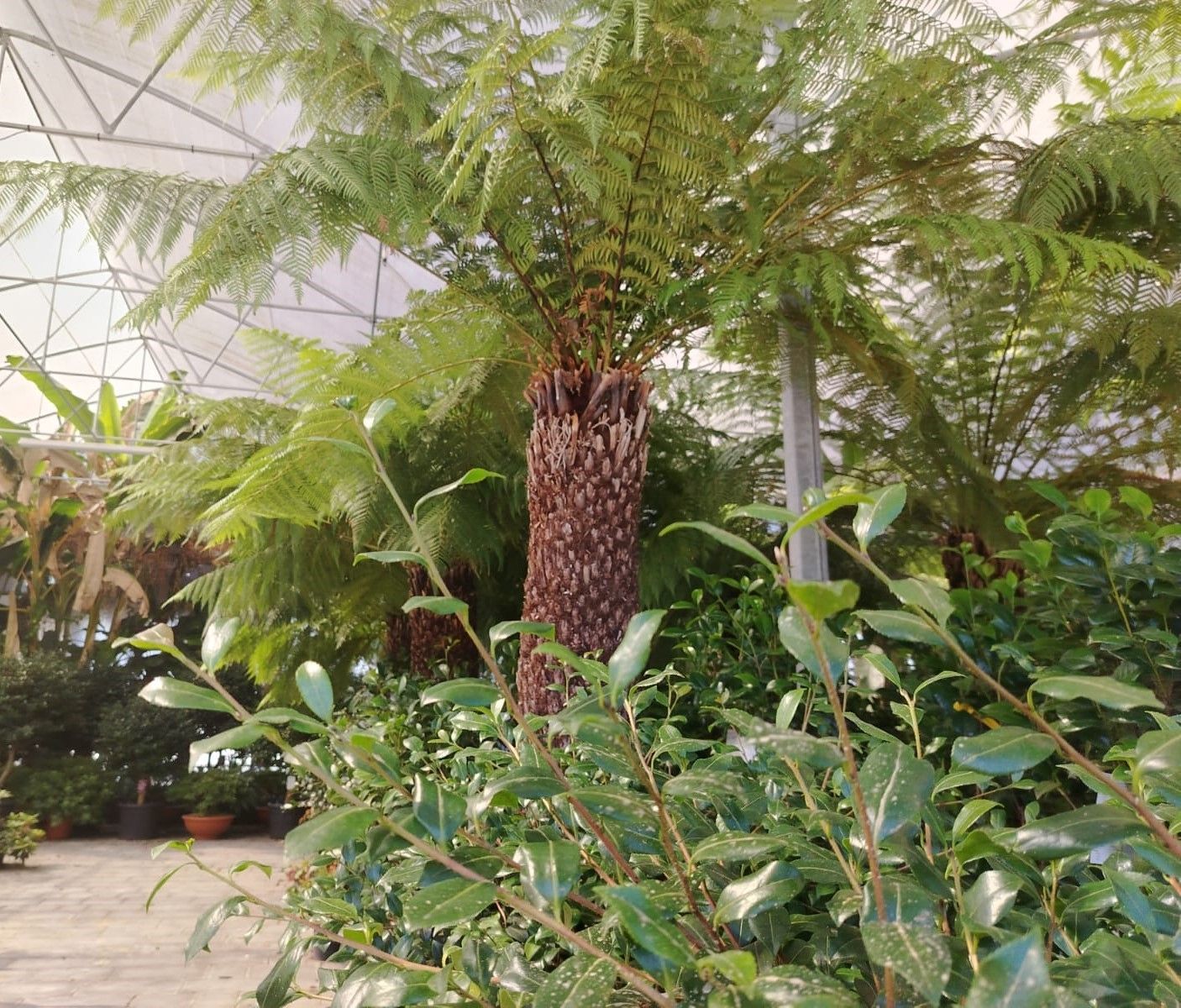 vivaio Giustozzi Piante