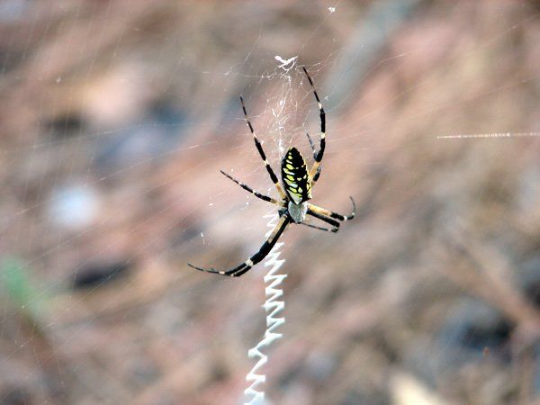 Spider — Hurst, TX — All Gone Services